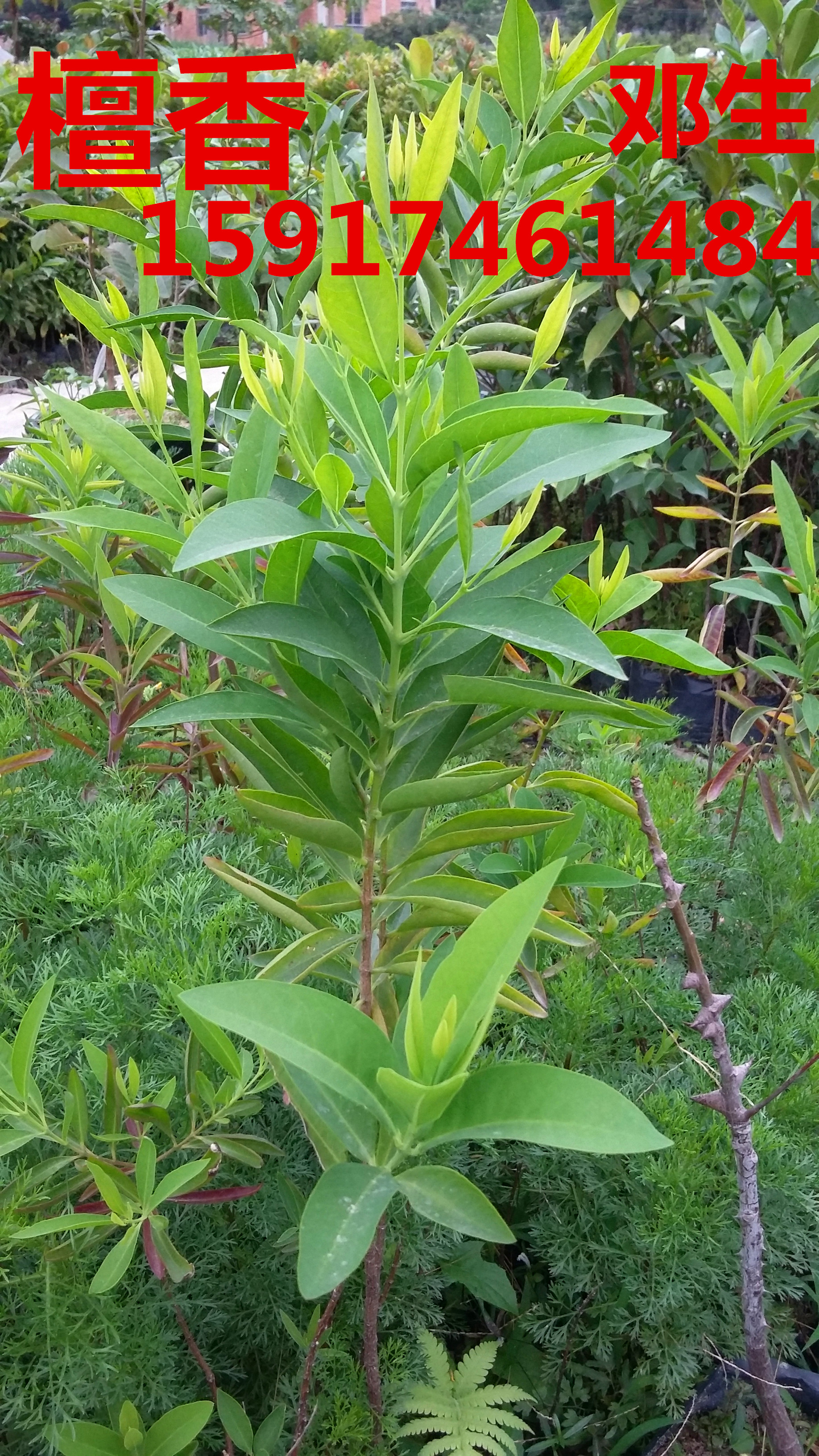 供應(yīng)用于綠化種苗|造林苗的廣州辣木30公分起批發(fā)出售