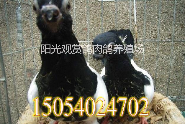 供應(yīng)用于觀賞鴿的郵鴿金魚(yú)鴿觀賞鴿出售