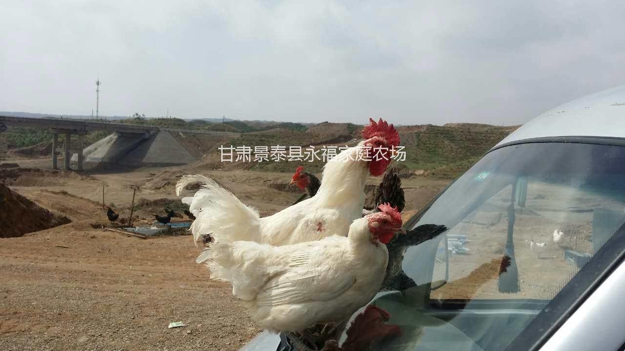 *紅棗雞|紅棗雞的營養(yǎng)價值怎么樣|甘肅哪里有大的紅棗雞養(yǎng)殖場