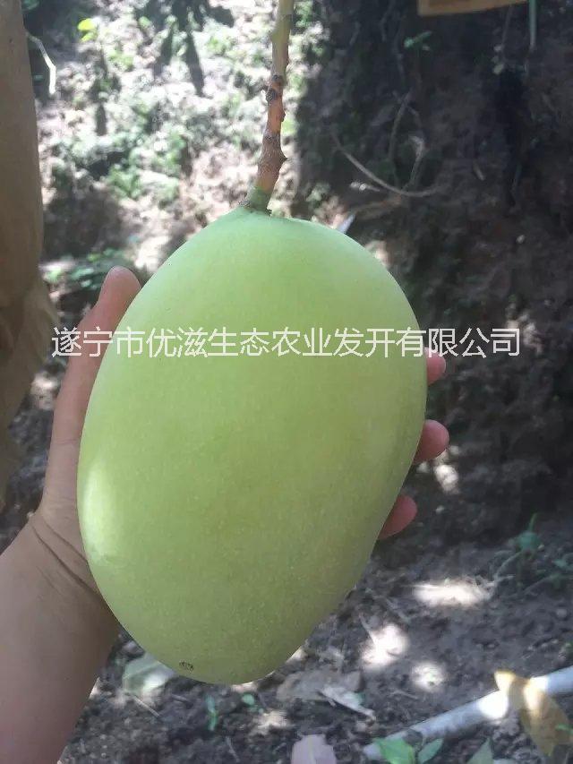 攀枝花芒果批發(fā)價(jià)格/凱特芒果包郵