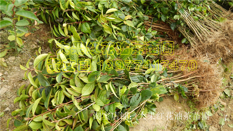 供應大果紅花油茶樹苗1，廣西大果紅花油茶樹苗1，藤縣大果紅花油茶樹苗1