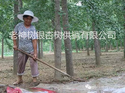 供應郯城縣銀杏綠化苗木價格低