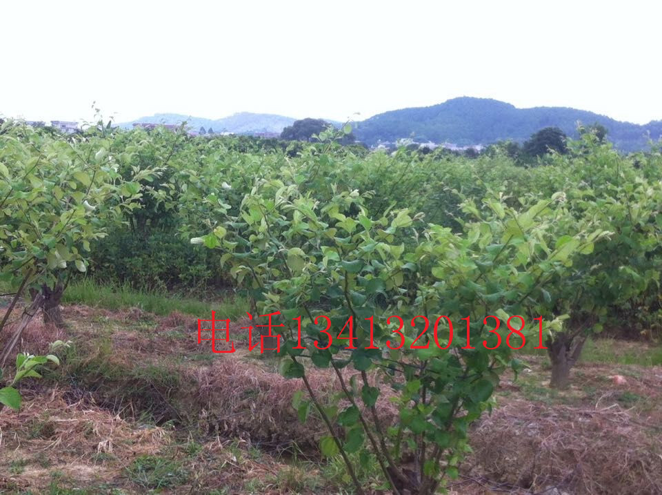 供應(yīng)蜜絲棗供應(yīng)商 專業(yè)基地種植青棗苗 牛奶蜜絲棗種植苗圃 廠家大青棗種植果苗