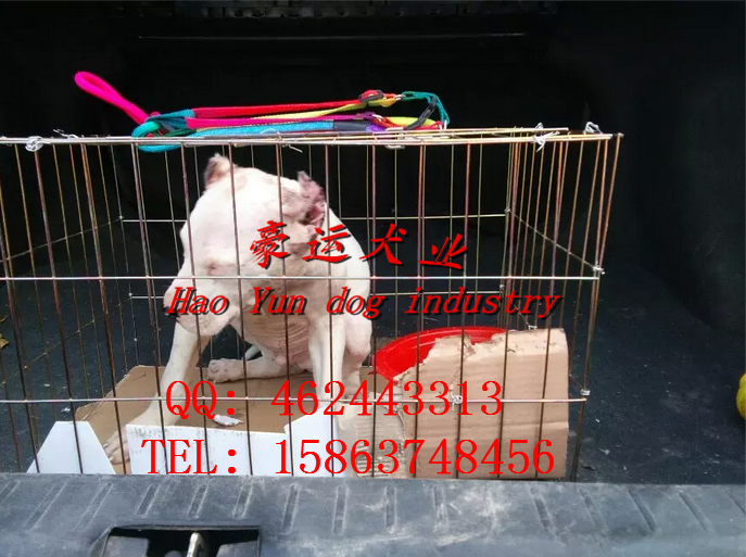 供應(yīng)杜高犬，瓦房店市杜高犬價(jià)格？
