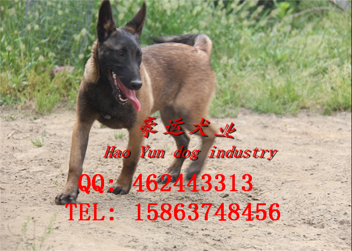 供應(yīng)哪里有賣(mài)馬犬的？朝陽(yáng)市馬犬幼犬
