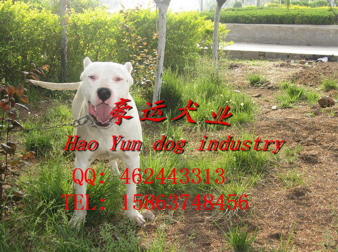 供應(yīng)杜高犬，開原市杜高犬價格？