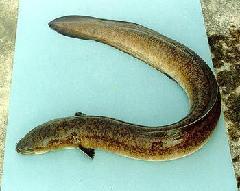 供應(yīng)日本鰻魚苗，惠州日本鰻魚苗養(yǎng)殖，惠州日本鰻魚苗價(jià)格