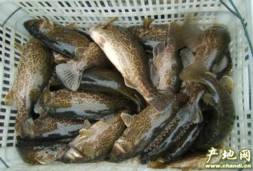 供應(yīng)廣東惠州桂花魚，惠州桂花魚廠家，惠州桂花魚批發(fā)市場