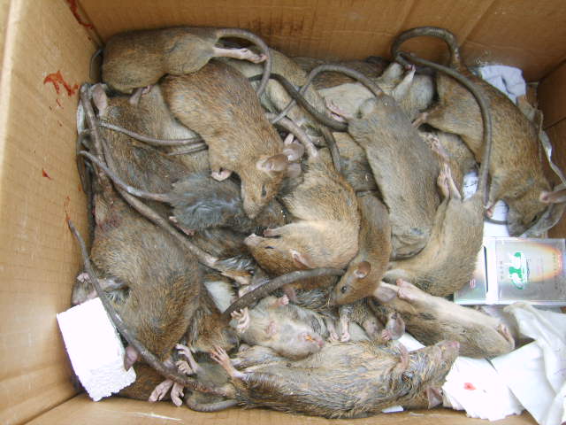 供應(yīng)用于滅殺老鼠蟑螂的深圳福田殺蟲公司專業(yè)滅殺老鼠蟑螂一次消殺*復(fù)發(fā)
