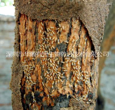 供應(yīng)用于深圳龍崗殺蟲公司滅殺防治白蟻的深圳防治滅殺白蟻方案策略一次滅殺用不復(fù)發(fā)