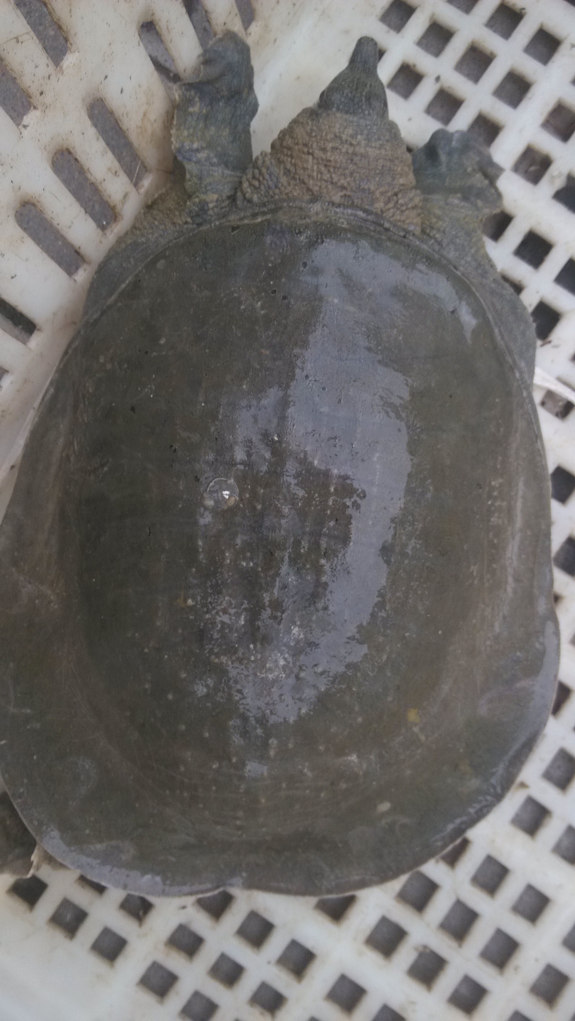 江西甲魚養(yǎng)殖場批發(fā)中華鱉價格/批發(fā)甲魚多少錢