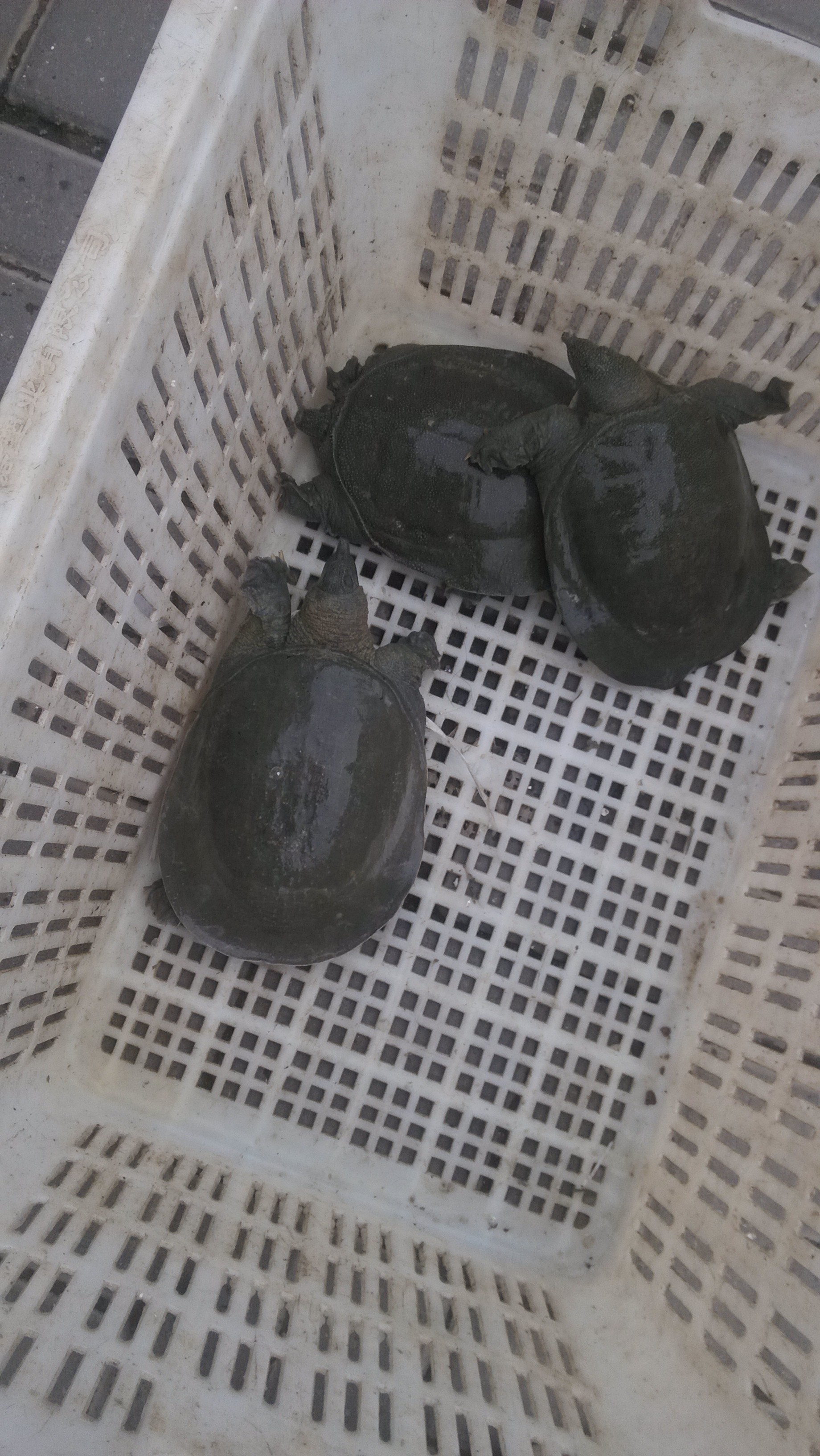 供應(yīng)中華鱉批發(fā)，湖南漢壽中華鱉批發(fā)，湖南中華鱉養(yǎng)殖基地價(jià)格