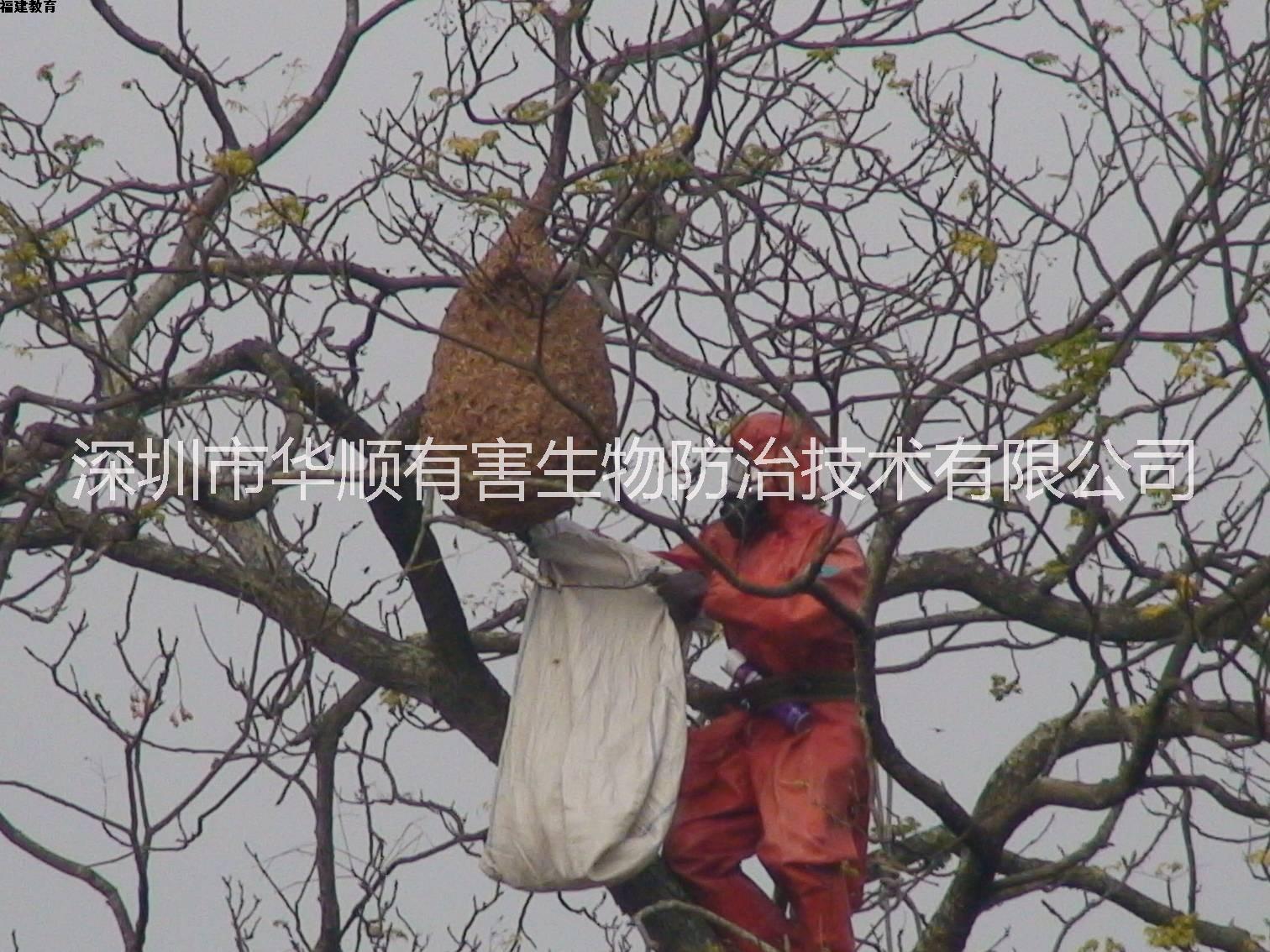 鹽田殺蟲(chóng)公司殺蟲(chóng)滅鼠公司殺蟑螂