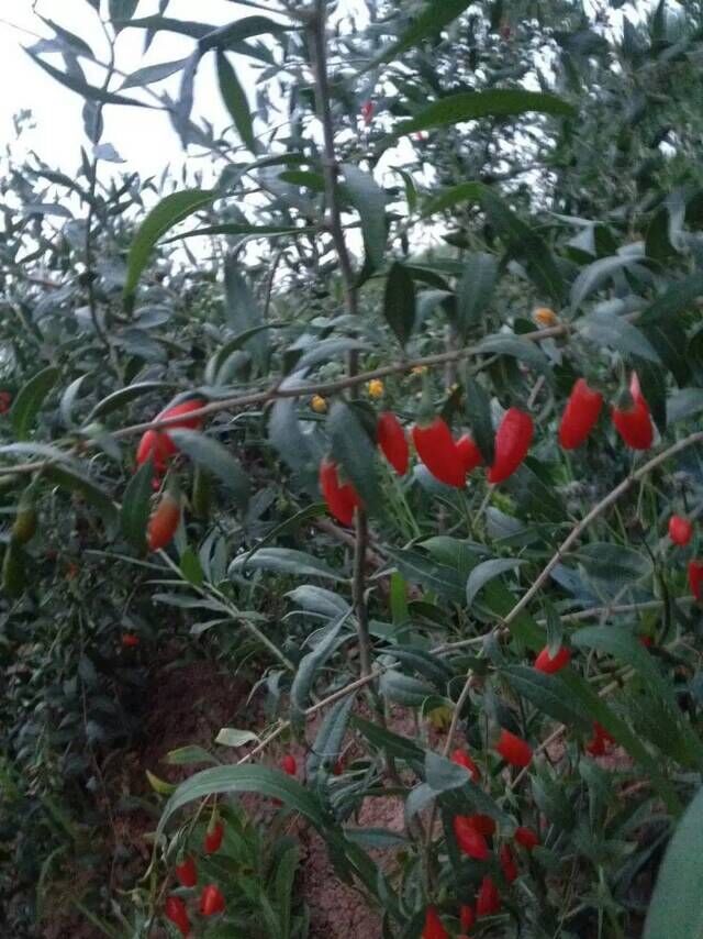 供應寧夏寧杞7號0207枸杞苗 寧杞9號0901枸杞苗，純度保證在95%以上， 價格合理，歡迎前來洽談。