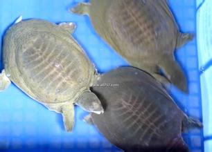 供應(yīng)廣東連平水魚苗