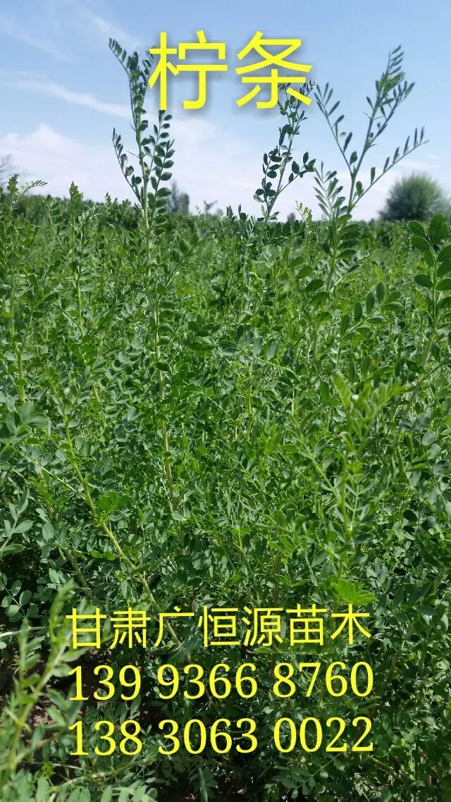 出售供應(yīng)治沙樹苗檸條 樹苗基地直銷 實(shí)地拍攝圖片