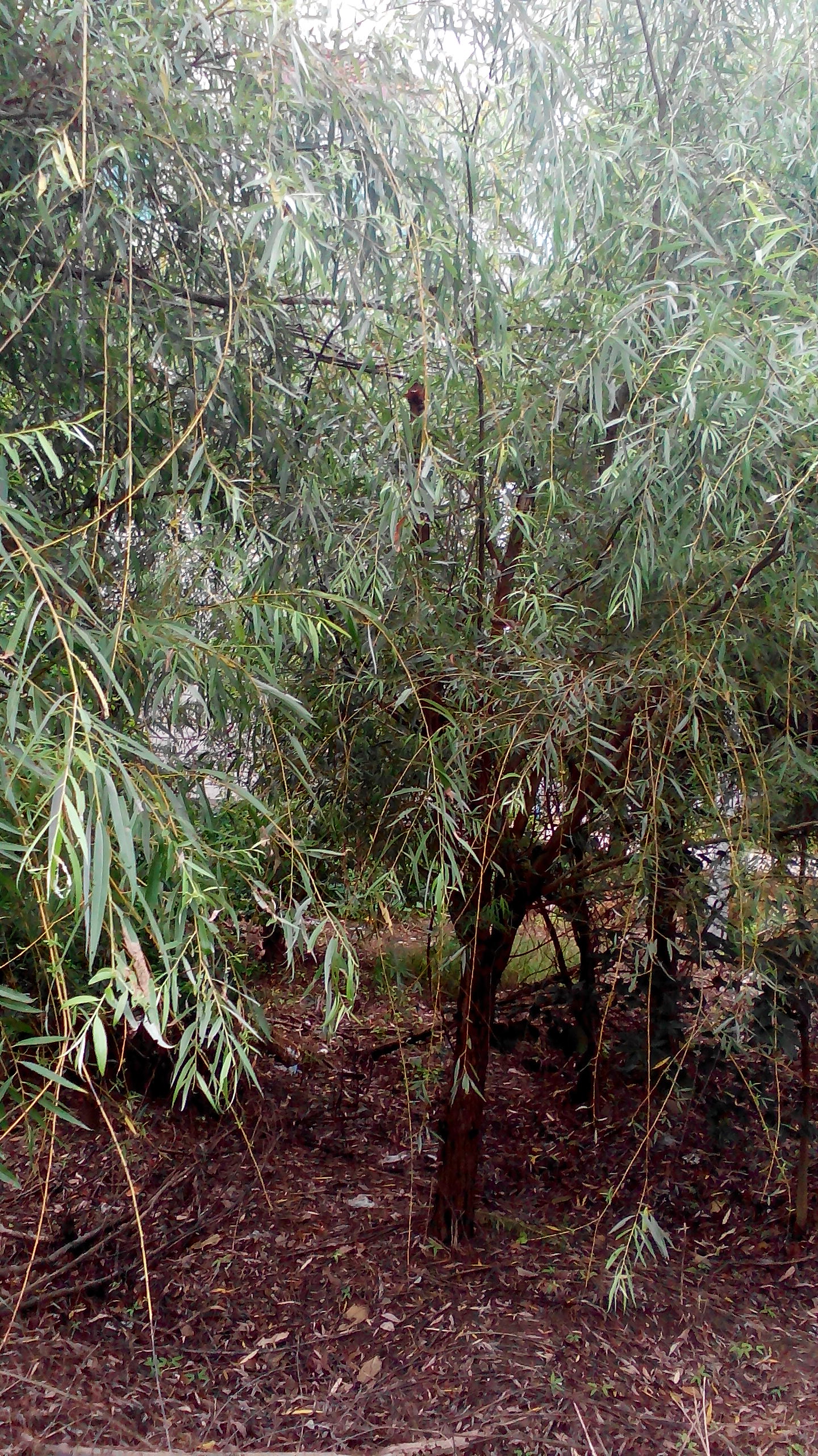 供應(yīng)垂柳綠化苗，紅葉石楠，桂花