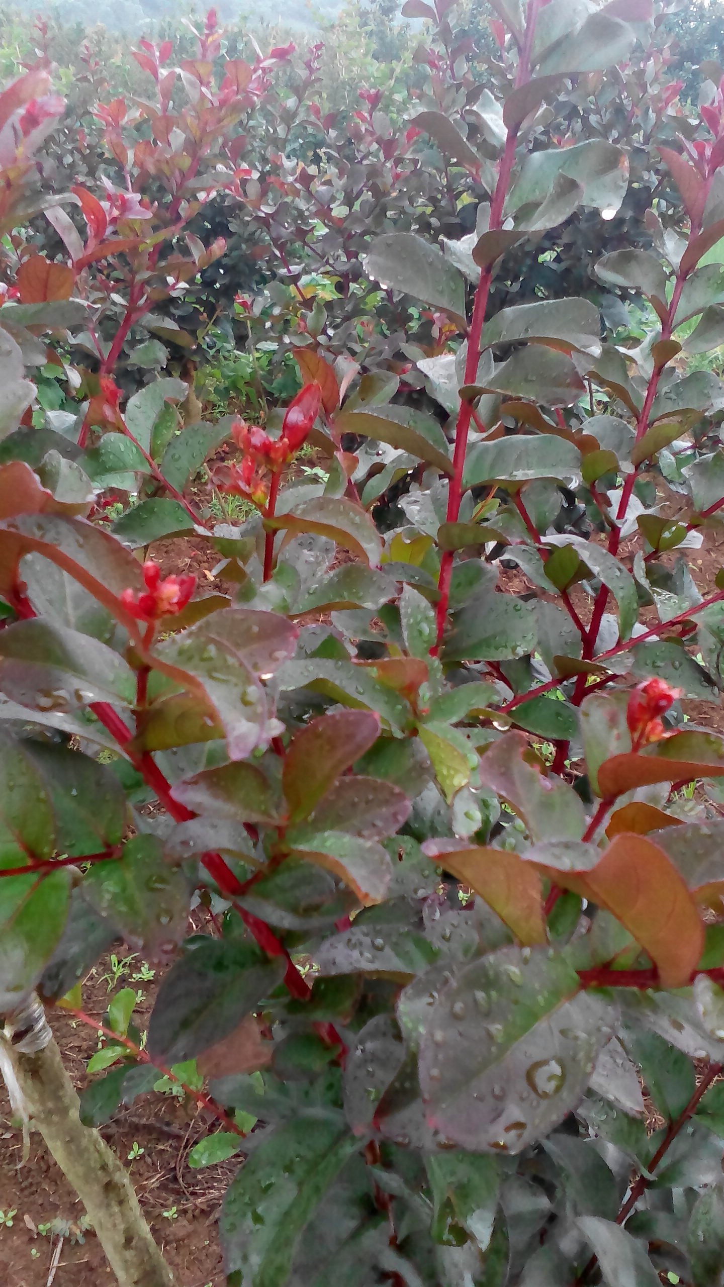 供應美國紅葉紫薇，速生紫薇，原生紫薇，紅花紫薇