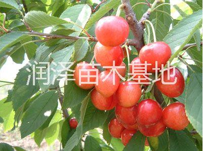 供應(yīng)河南鈣果苗批發(fā)，河南鈣果苗批發(fā)電話，河南鈣果苗批發(fā)基地，河南*質(zhì)的鈣果苗批發(fā)，河南哪里有*質(zhì)的鈣果苗