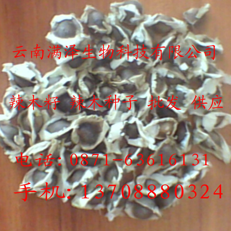 供應(yīng)辣木籽怎么種，辣木籽怎么種植技術(shù)，辣木籽怎么種植方法