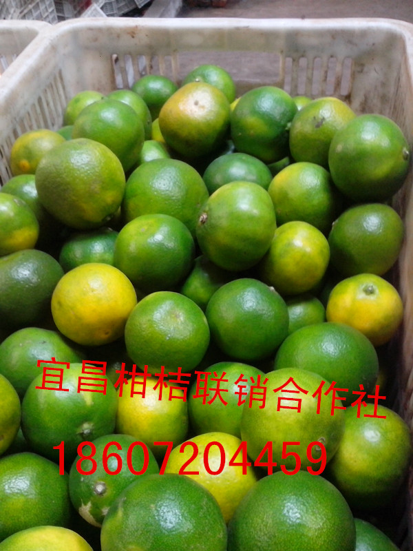宜昌早熟桔子多少錢一噸 宜昌早熟桔子行情價(jià) 宜昌早熟桔子供應(yīng)價(jià)格
