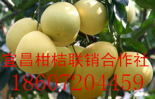 供應湖北泉水蜜柚價格，湖北泉水蜜柚哪家好，湖北泉水蜜柚裝車價
