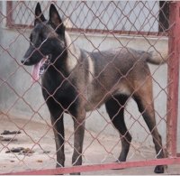供應(yīng)用于放牧犬的馬犬有什么血統(tǒng)