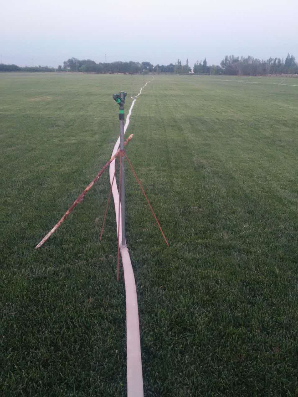 供應烏魯木齊草皮基地，新疆混播草皮，混播草坪