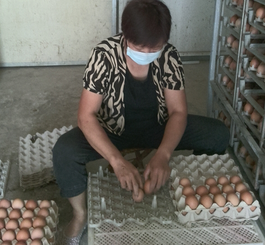 供應(yīng)優(yōu)質(zhì)純紅雞苗，優(yōu)質(zhì)純紅雞苗易飼養(yǎng)，好管理。