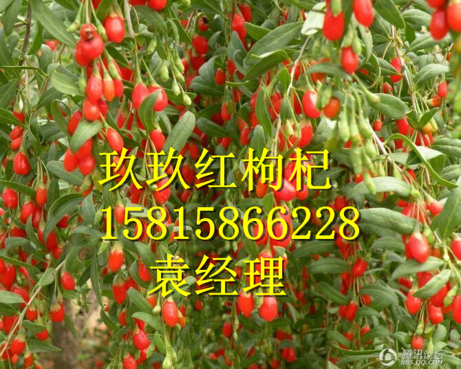 供應(yīng)用于養(yǎng)生膳食的呼和浩特枸杞，呼和浩特枸杞價(jià)格