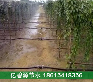供應(yīng)用于果樹(shù)滴灌的廣東湛江果樹(shù)滴灌小管出流指導(dǎo)