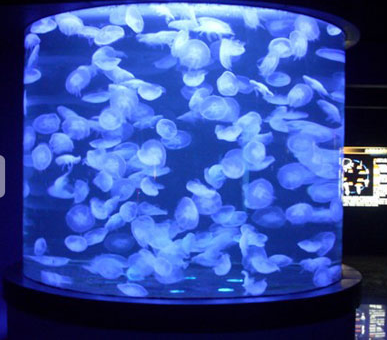 供應大型海水觀賞魚缸海水魚缸造景設計