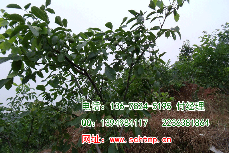 供應(yīng)簡陽核桃苗圃，海天核桃苗圃，四川核桃苗圃，核桃苗種植基地，核桃批發(fā)市場