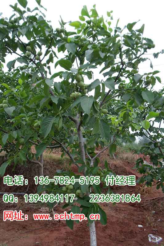 供應(yīng)簡陽核桃苗圃，海天核桃苗圃，四川核桃苗圃，核桃苗種植基地，核桃批發(fā)市場