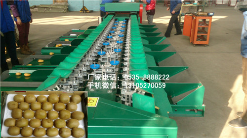 供應(yīng)用于獼猴桃大小分的獼猴桃分選機(jī)