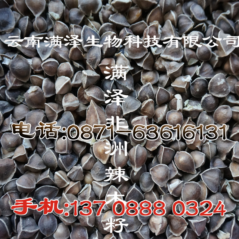 非洲辣木籽與印度辣木籽的區(qū)別，辣木籽區(qū)分，辣木籽辨別，辣木籽哪個好，*辣木籽，辣木籽的功效與作用，辣木籽怎么吃