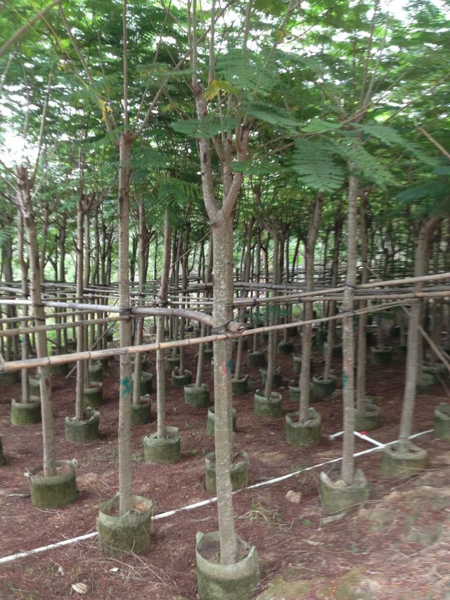 批發(fā)5分鳳凰木-批發(fā)8分鳳凰木-批發(fā)15分鳳凰木