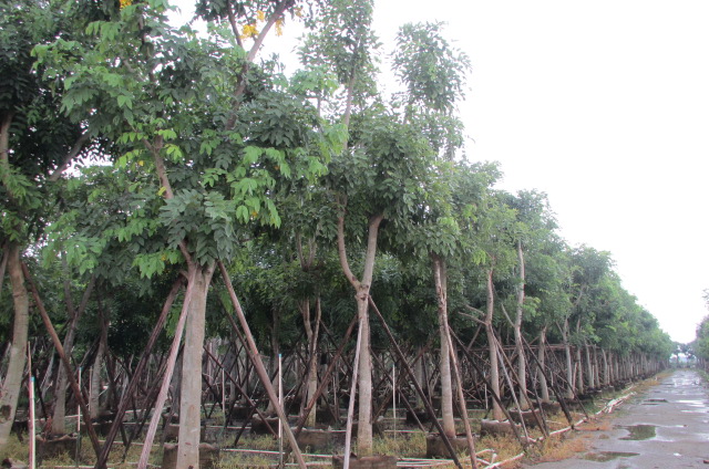 供應(yīng)廣東臘腸樹袋苗批發(fā)/哪里有臘腸樹袋苗批發(fā)