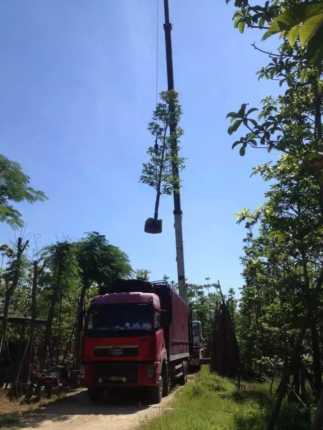 批發(fā)尖葉杜英-批發(fā)云南尖葉杜英-批發(fā)云南昆明尖葉杜英-批發(fā)云南昆明尖葉杜英袋苗