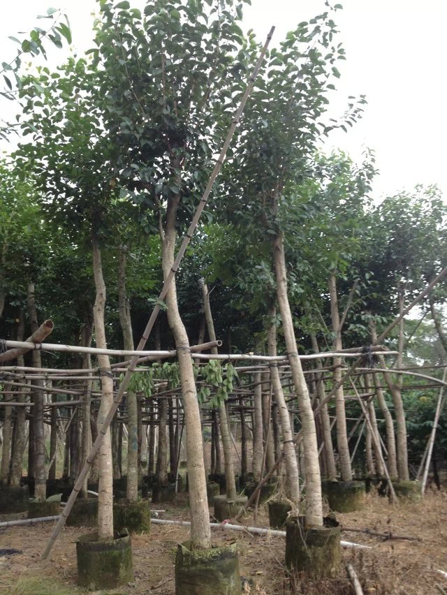 供應(yīng)海南蒲桃-批發(fā)海南蒲桃-海南蒲桃價(jià)格-基地海南蒲桃直銷(xiāo)-*海南蒲桃直銷(xiāo)-海南蒲桃報(bào)價(jià)