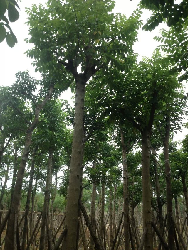 供應(yīng)揭陽*火焰木袋苗批發(fā)/廣東省火焰木袋苗批發(fā)價(jià)格