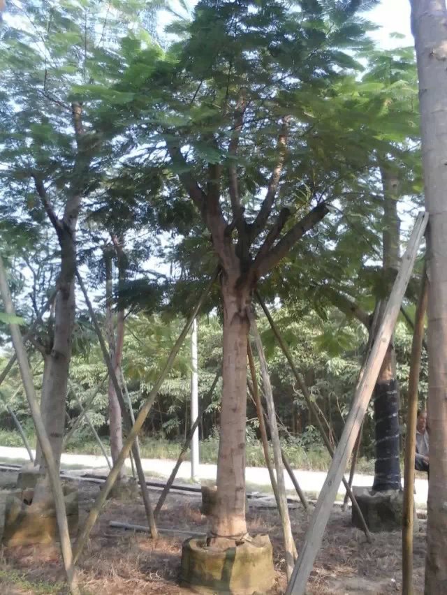 鳳凰木袋苗-鳳凰木袋苗供應-鳳凰木袋苗批發(fā)-鳳凰木袋苗價格