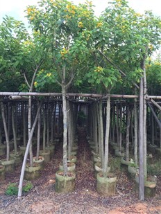 黃花槐袋苗-黃花槐袋苗供應(yīng)-黃花槐袋苗批發(fā)-黃花槐袋苗價格