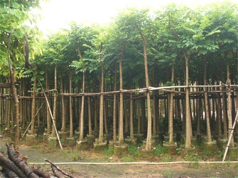 供應(yīng)揭陽*火焰木袋苗批發(fā)/廣東省火焰木袋苗批發(fā)價(jià)格