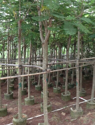 鳳凰木袋苗-鳳凰木袋苗供應-鳳凰木袋苗批發(fā)-鳳凰木袋苗價格