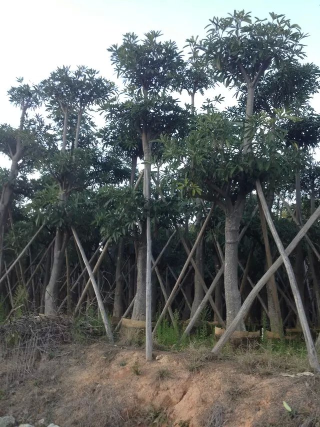 供應盆架子-供應云南盆架子-供應云南昆明盆架子-供應云南臨滄盆架子