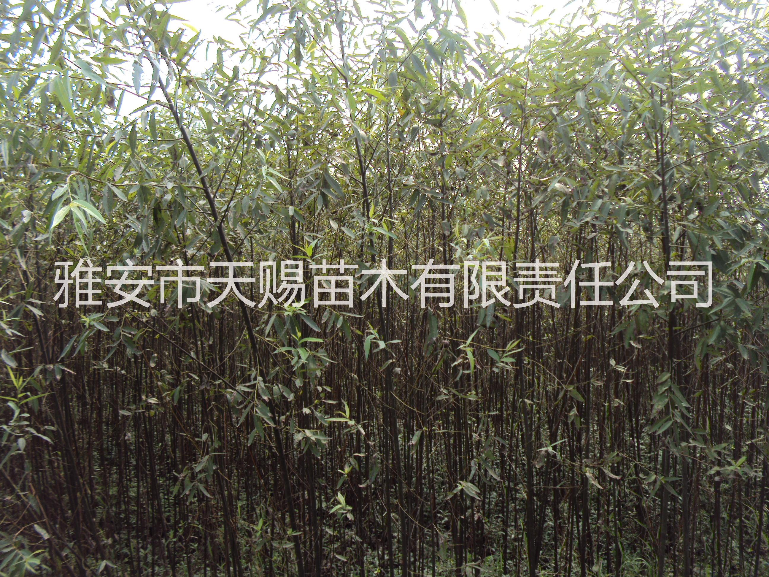 供應(yīng)特價處理 占地處理竹柳苗 *苗木