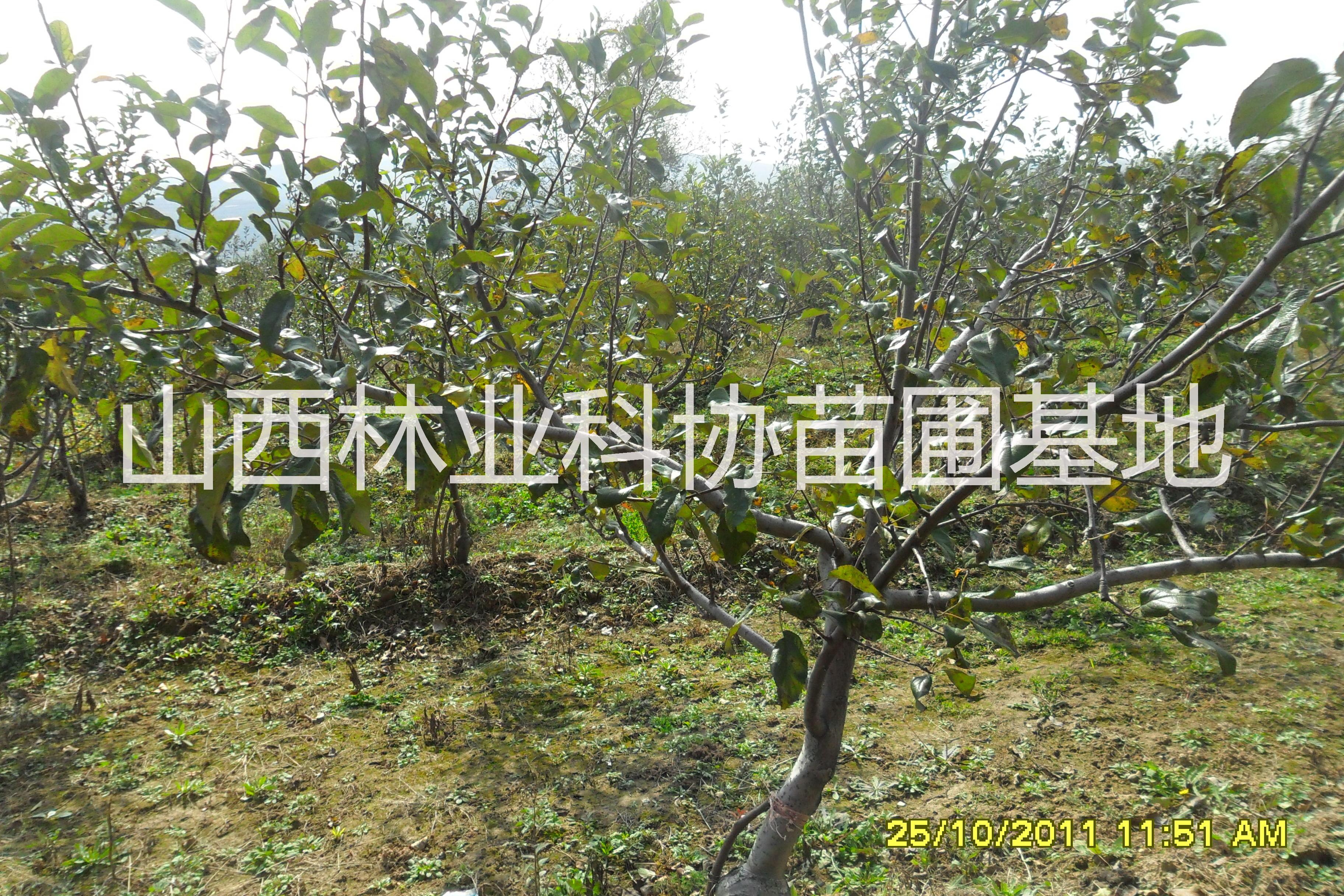 供應(yīng)山西國(guó)槐苗價(jià)格6-8公分國(guó)槐樹價(jià)格