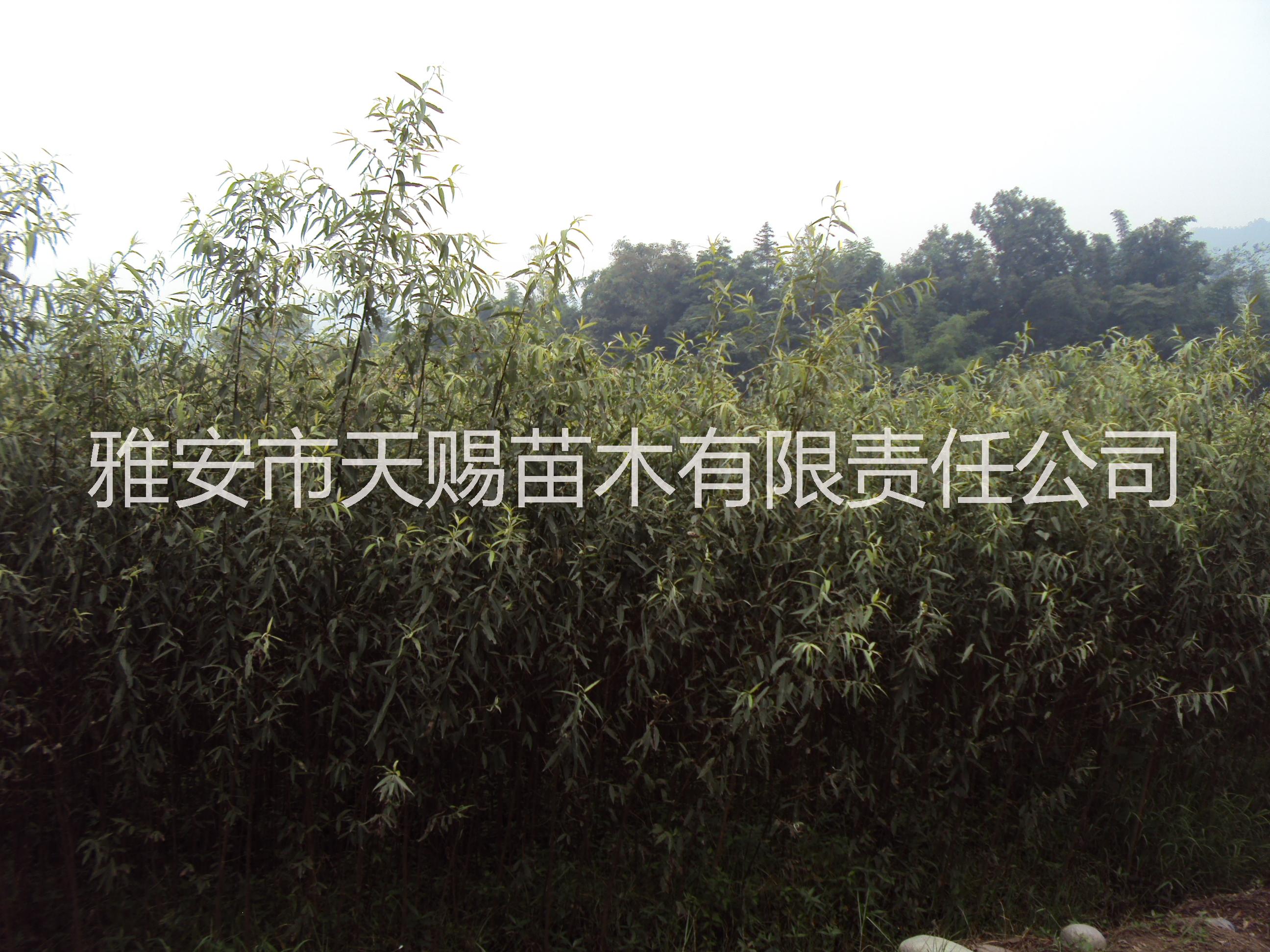 供應(yīng)特價處理 占地處理竹柳苗 *苗木