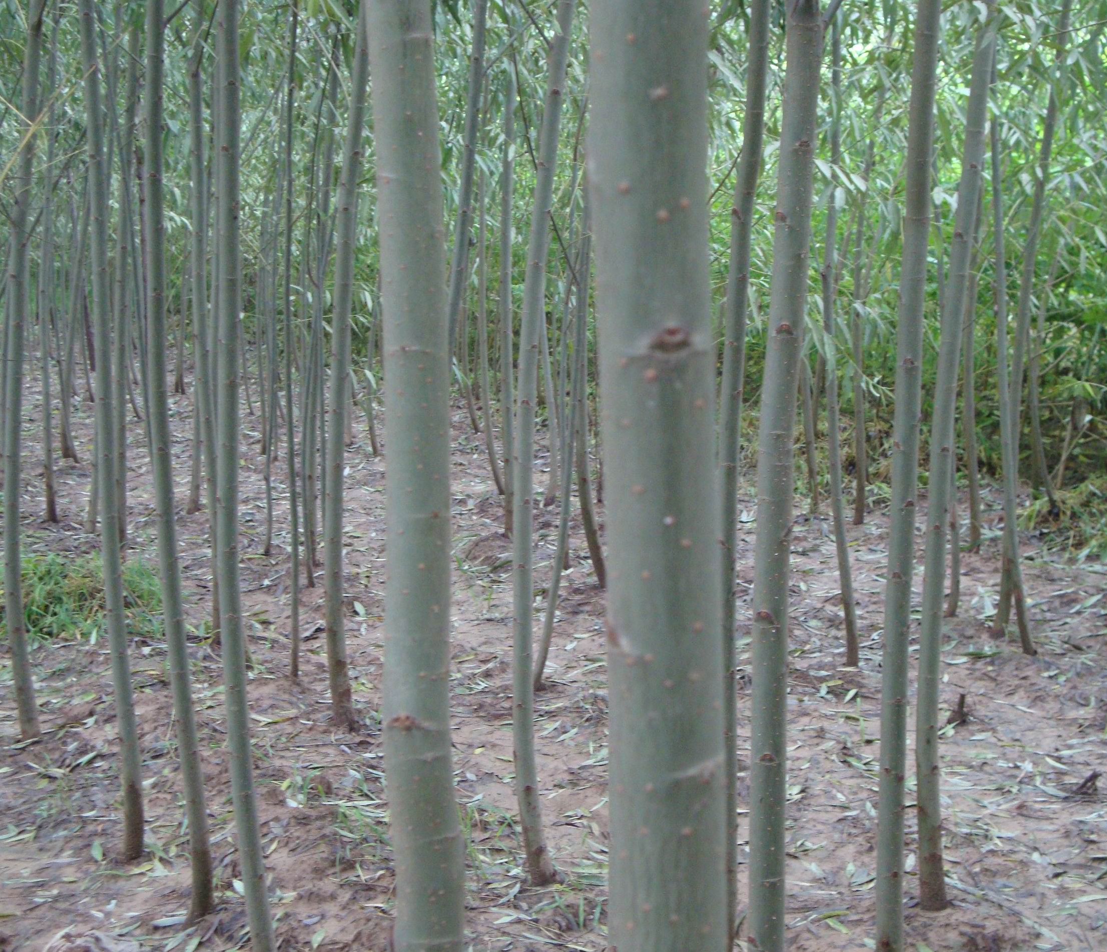 供應山西毛白楊/運城毛白楊/速生楊